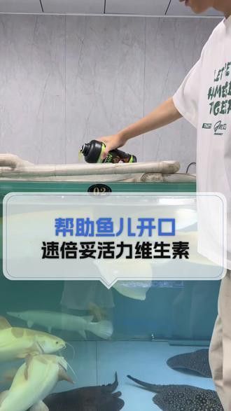 金龍魚5度會不會死【如何判斷金龍魚是否會死】 金龍魚5度會不會死【如何判斷金龍魚是否會死】 龍魚百科 第2張