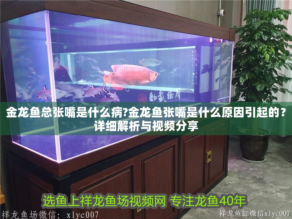 金龍魚總張嘴是什么病?金龍魚張嘴是什么原因引起的？詳細(xì)解析與視頻分享