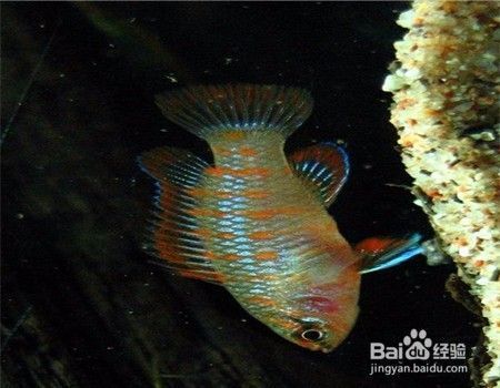 龍魚變色要多長時間，如何通過飼養促進龍魚發色