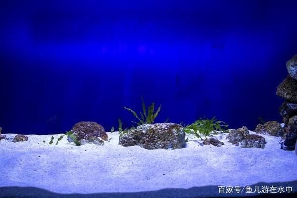 紅龍魚怎么養方法介紹視頻教程全集圖片（紅龍魚怎么養方法介紹視頻教程全集圖片大全）