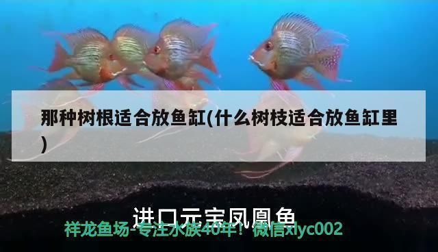 龍魚缸背景圖案樹根怎么擺放：龍魚缸造景樹根擺放的最佳角度