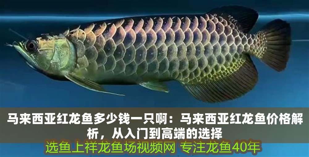馬來西亞紅龍魚多少錢一只?。厚R來西亞紅龍魚價格解析，從入門到高端的選擇