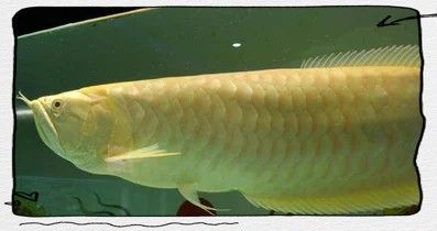 銀龍魚長多大才可以產卵