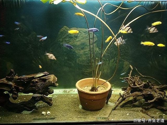 隔離期間如何保持水質穩定？