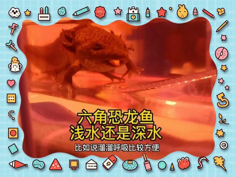 六角龍魚深水養還是淺水養