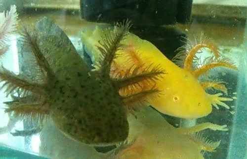 六角龍魚深水養還是淺水養