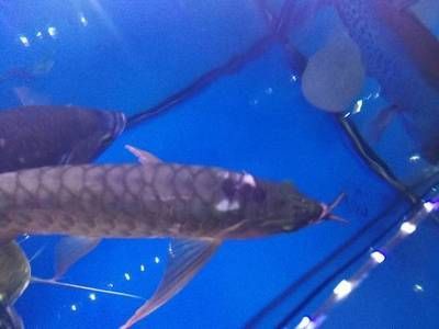 紅龍魚(yú)突然總是撞缸：紅龍魚(yú)為什么總是撞缸
