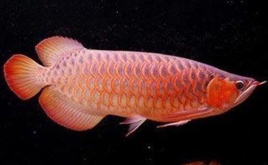 紅龍魚需要經常換水嗎：紅龍魚是否需要經常換水