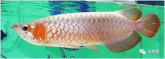 龍魚什么體型好看又好養：龍魚體型以及飼養細節