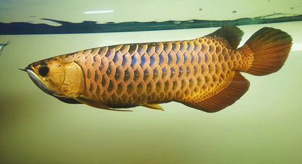 龍魚喂蟋蟀有什么好處和壞處嗎：龍魚喂蟋蟀有什么好處和壞處