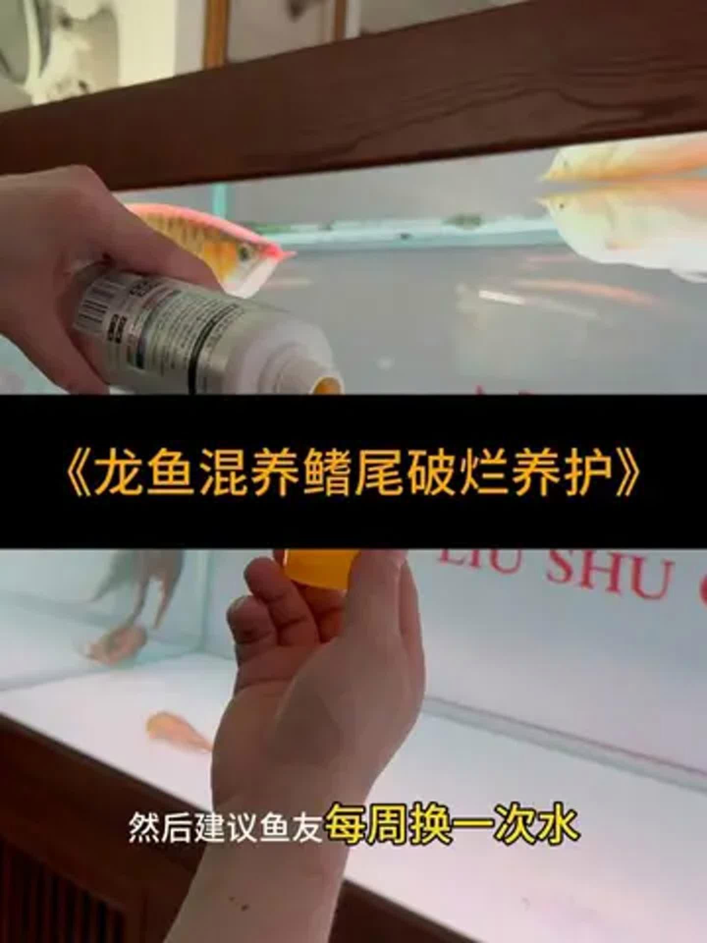 如何預防銀龍魚再次爛尾爛鰭？