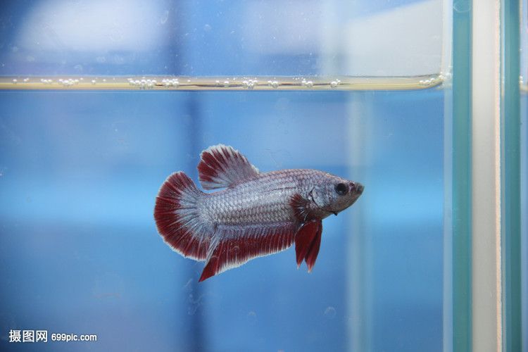 市場上常見的觀賞魚：市場上常見的觀賞魚種類 市場上常見的觀賞魚：市場上常見的觀賞魚種類 龍魚百科 第3張