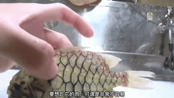 能推薦一些動態紅龍魚壁紙嗎？