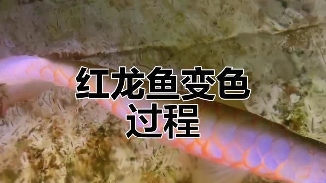 紅龍魚品牌推薦一下圖片及價格介紹大全