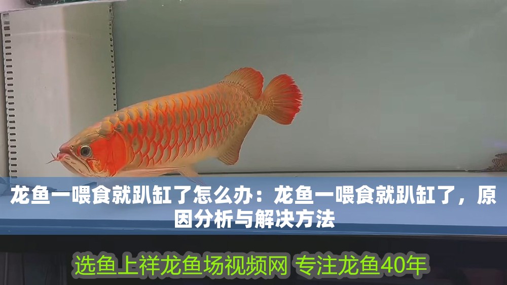 龍魚一喂食就趴缸了怎么辦：龍魚一喂食就趴缸了，原因分析與解決方法