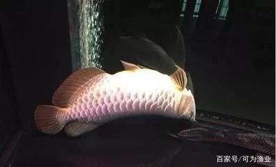 龍魚為什么會突然死了：龍魚突然死亡的原因