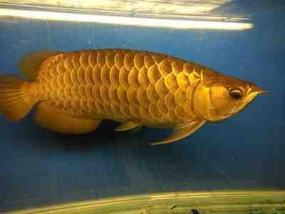 金龍魚銀龍魚多少錢一條（金龍魚和銀龍魚的價格因其大小、品種和稀有程度不同）