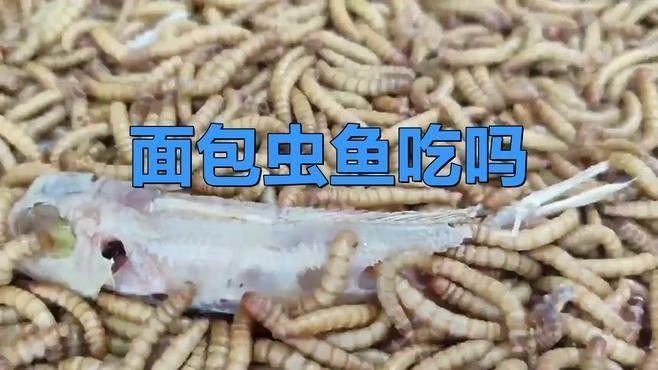 有沒有龍魚：北京觀賞魚服務北京地區提供觀賞魚服務服務服務