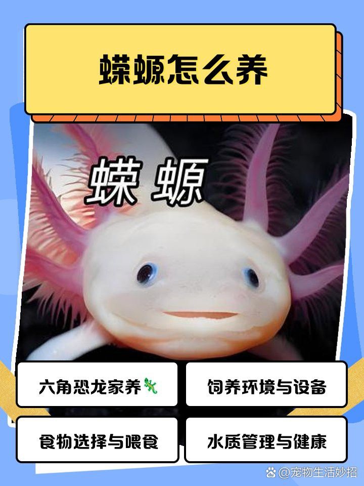 小火龍蠑螈成體后多久喂一次