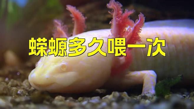 小火龍蠑螈成體后多久喂一次