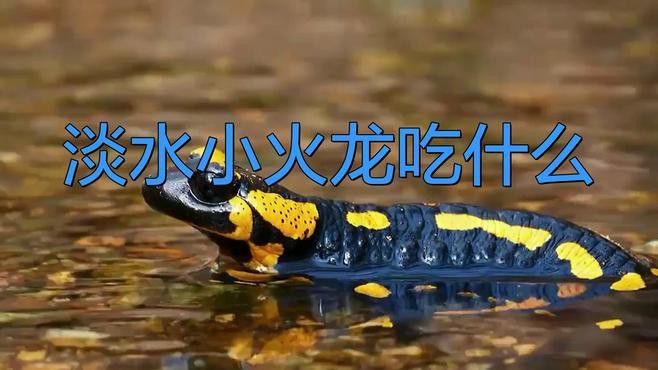 小火龍蠑螈成體后多久喂一次