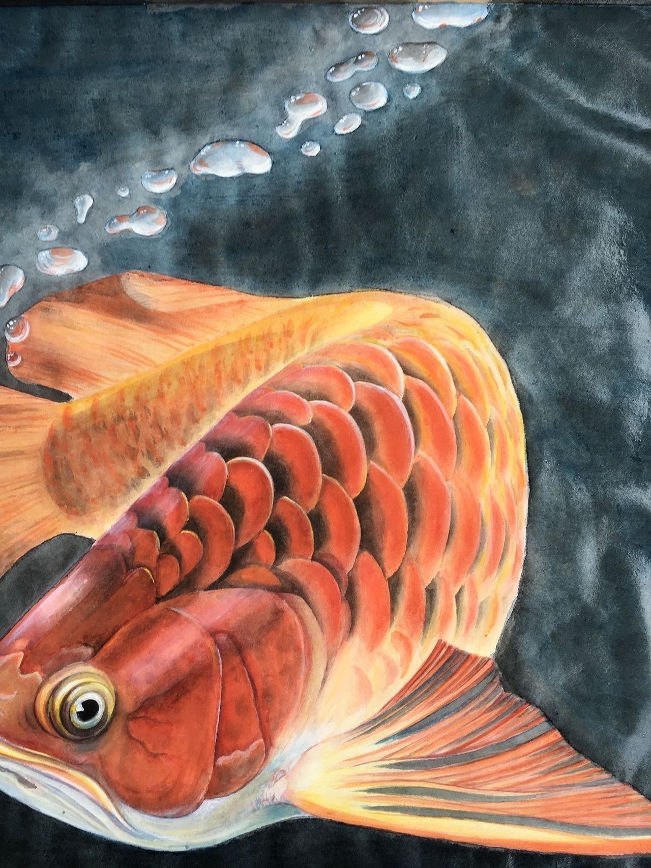 魚堅(jiān)強(qiáng) 魚堅(jiān)強(qiáng) 龍魚百科 第1張