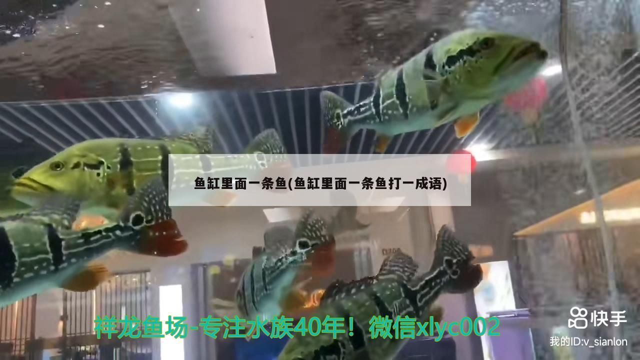 魚(yú)缸里面一條魚(yú)(魚(yú)缸里面一條魚(yú)打一成語(yǔ))
