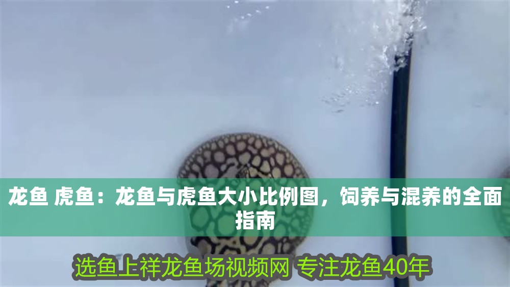 龍魚(yú) 虎魚(yú)：龍魚(yú)與虎魚(yú)大小比例圖，飼養(yǎng)與混養(yǎng)的全面指南