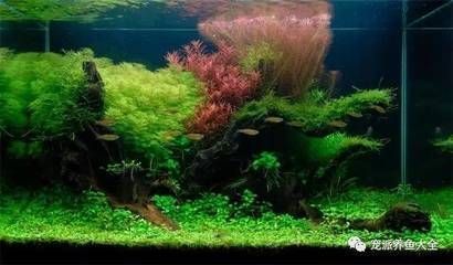 雪龍魚繁殖過程中常見問題：雪龍魚繁殖水溫控制技巧