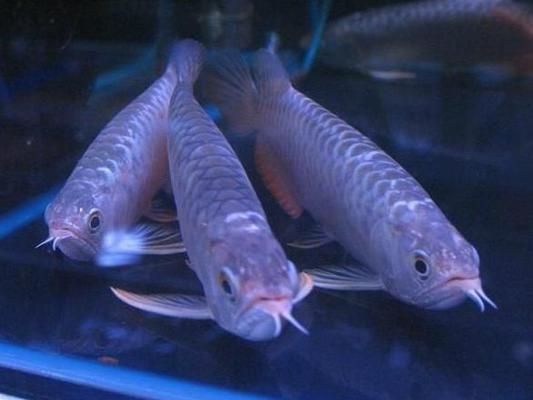 雪龍魚繁殖過程中常見問題：雪龍魚繁殖水溫控制技巧