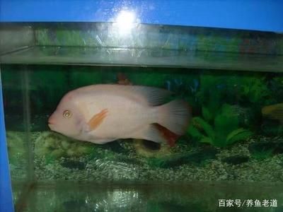 被龍魚(yú)咬了怎么辦：被龍魚(yú)咬傷了怎么辦