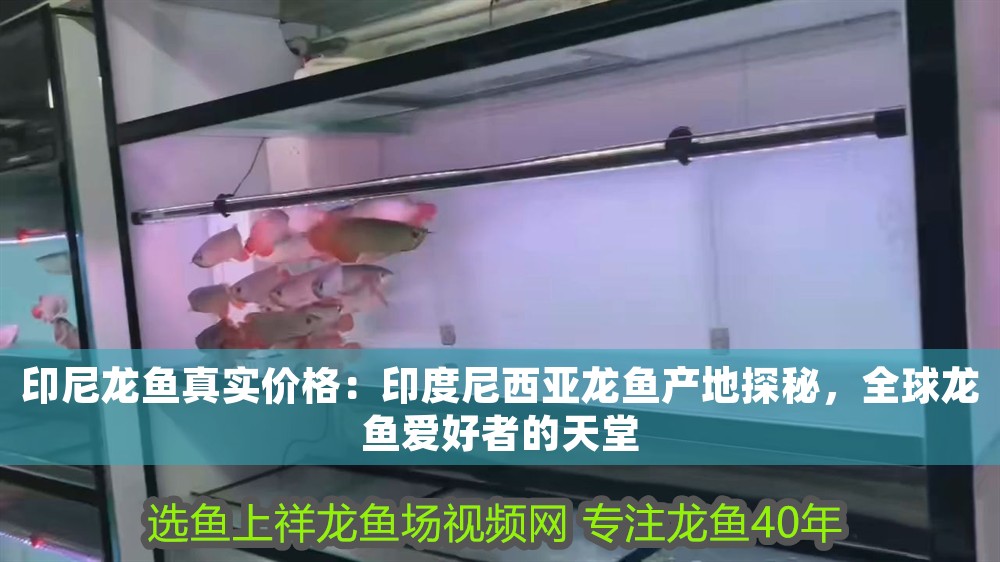 印尼龍魚真實價格：印度尼西亞龍魚產地探秘，全球龍魚愛好者的天堂