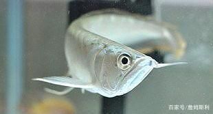 龍魚總跳缸,不想養了：龍魚總跳缸怎么辦