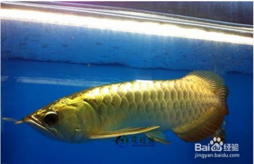 金龍魚為什么在魚缸底下游（如何判斷金龍魚適應新環境技巧，如何判斷金龍魚精神狀態）