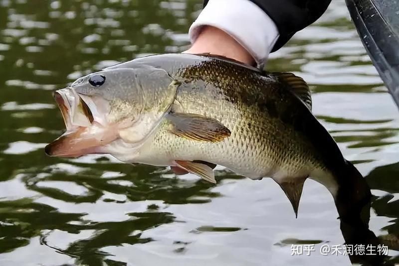 龍魚細菌感染多久會死亡？