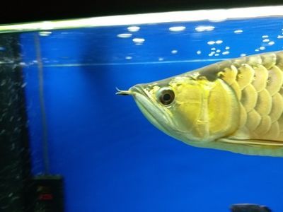 金龍魚為什么爬魚缸底：金龍魚爬魚缸底可能由多種因素引起龍魚蒙眼病怎么治療