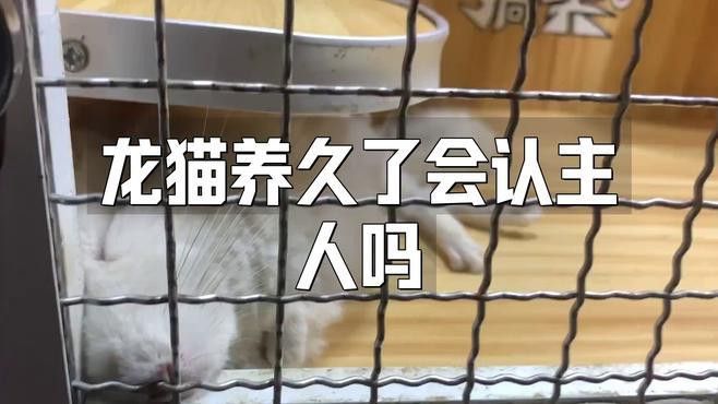 龍貓多久才會(huì)認(rèn)主人？