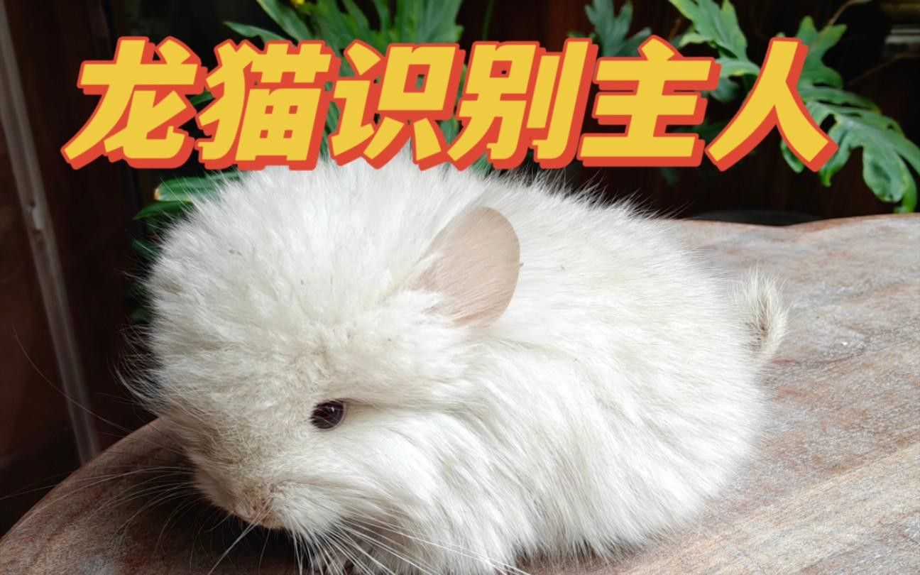 龍貓多久才會(huì)認(rèn)主人？