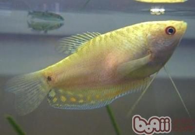 龍魚的外形特征是什么意思：龍魚品種分類介紹，如何鑒別龍魚健康