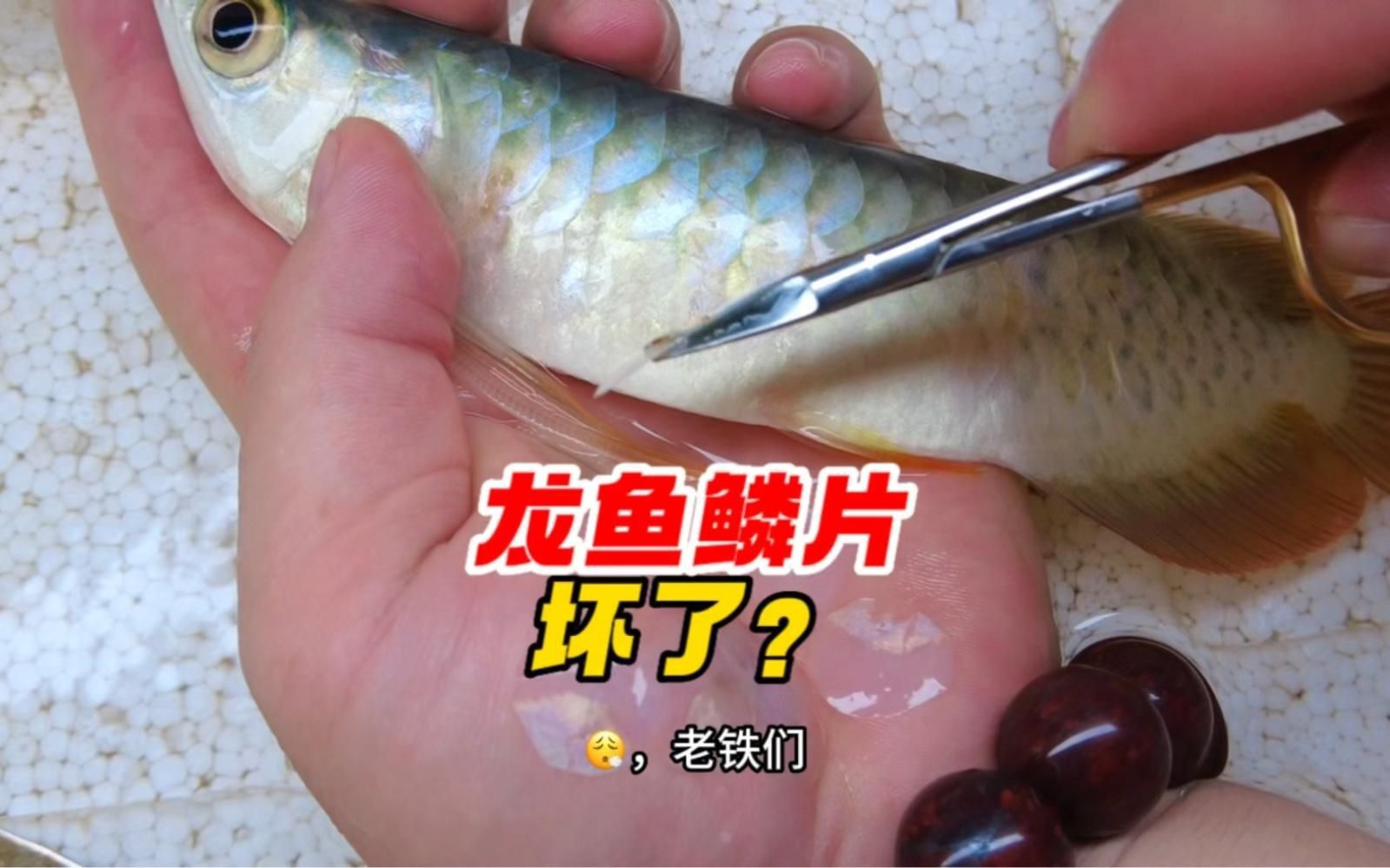 如何預防龍魚鱗片疾病？