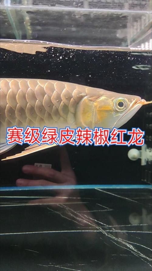 紅龍魚品種及圖片大全介紹