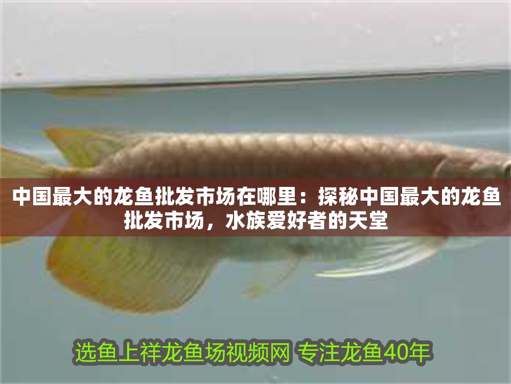 中國最大的龍魚批發市場在哪里：探秘中國最大的龍魚批發市場，水族愛好者的天堂