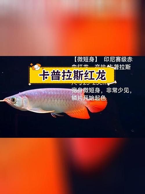 紅龍魚品種及圖片大全介紹