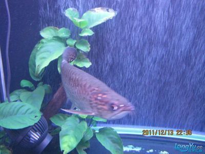 龍魚倒缸后半個(gè)月不吃食了正常嗎怎么辦：龍魚倒缸后半個(gè)月不吃食了怎么辦