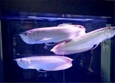 一米銀龍魚價格多少錢一只（一米長的銀龍魚價格通常在800元以上是基于一般市場情況）