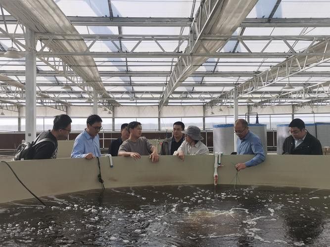帝龍漁業龍魚證書
