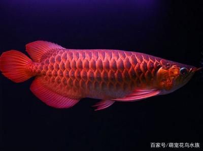 銀龍魚幼魚期如何預防肥胖：銀龍魚幼魚期水溫控制技巧,銀龍魚幼魚期肥胖癥狀識別