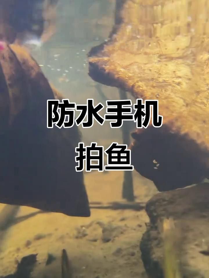 有哪些手機適合拍攝金龍魚視頻？