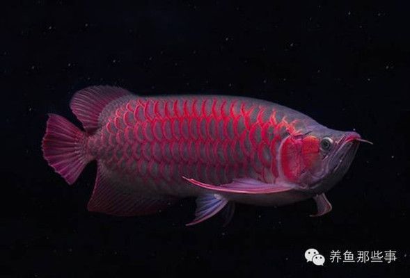 紅龍魚發色用什么燈光最好：紅龍魚發色用什么燈光最好紅龍魚發色最佳燈光選擇
