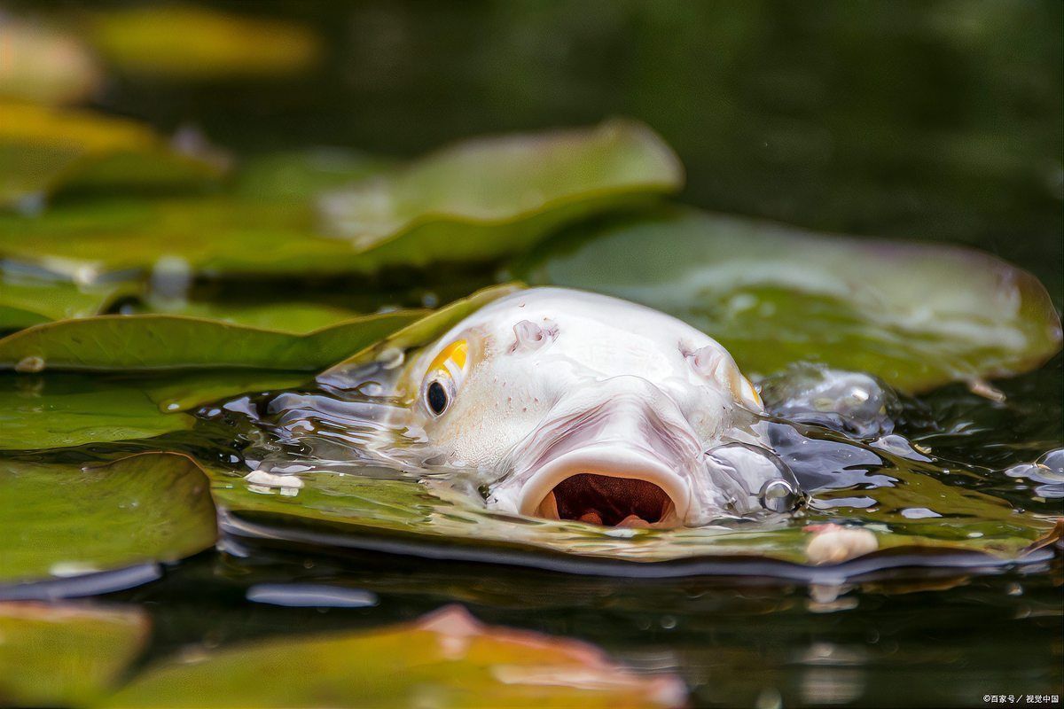 金龍魚膽子小最忌三種魚